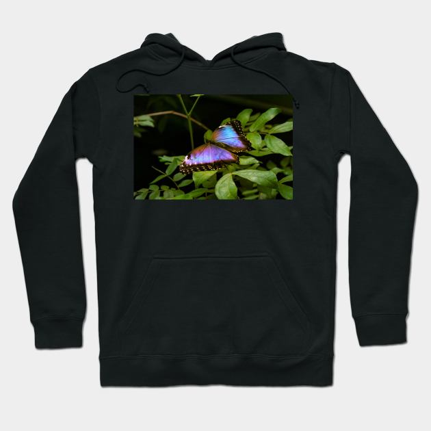 Blue Morpho Butterfly Hoodie by Rob Johnson Photography